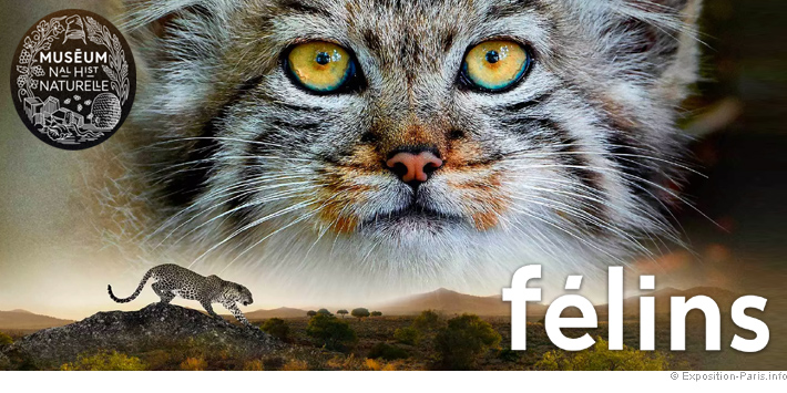 expo-paris-felins-musee-histoire-naturelle-grande-galerie-evolution expo-paris-felins-musee-histoire-naturelle-grande-galerie-evolution